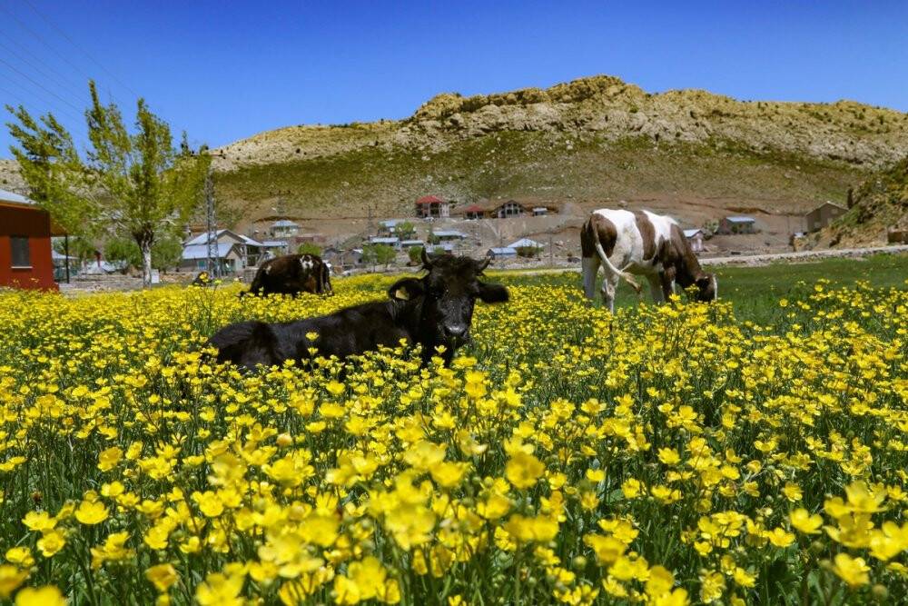 Toros Dağlarındaki yaylalar baharın tüm güzelliklerini sunuyor