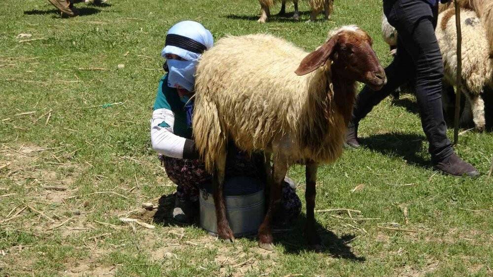 Anneleriyle buluşan kuzuların zorlu yayla yolculuğu başladı