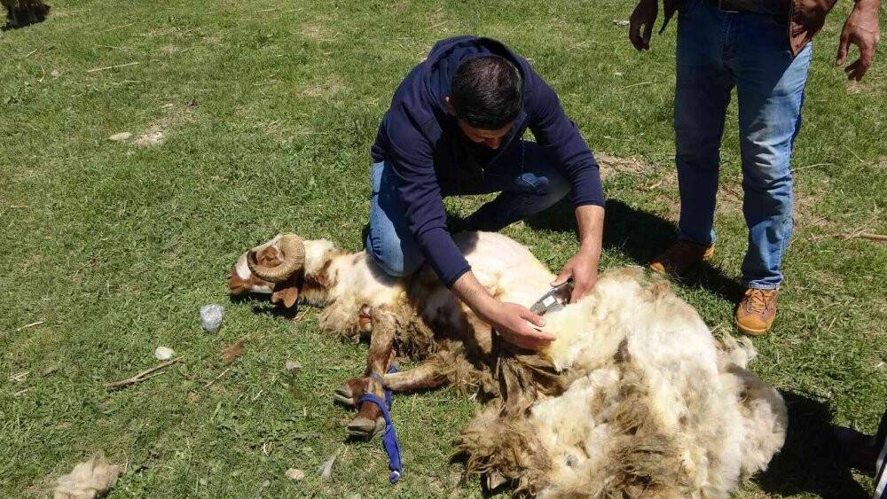 Anneleriyle buluşan kuzuların zorlu yayla yolculuğu başladı