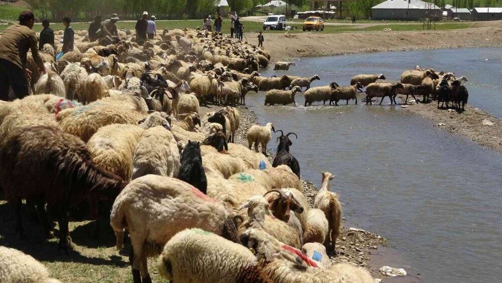 Anneleriyle buluşan kuzuların zorlu yayla yolculuğu başladı
