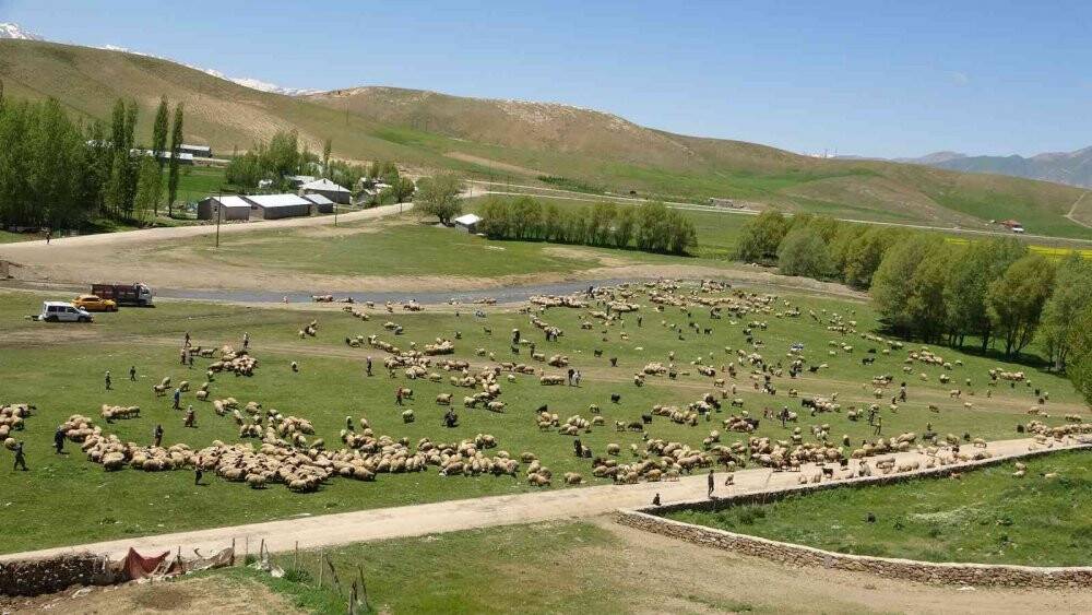 Anneleriyle buluşan kuzuların zorlu yayla yolculuğu başladı