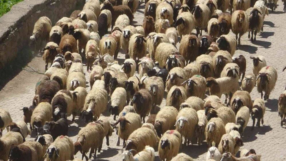 Anneleriyle buluşan kuzuların zorlu yayla yolculuğu başladı