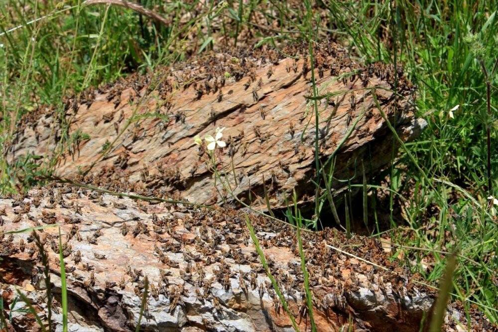 Çekirgeler tarım arazilerini istila etti