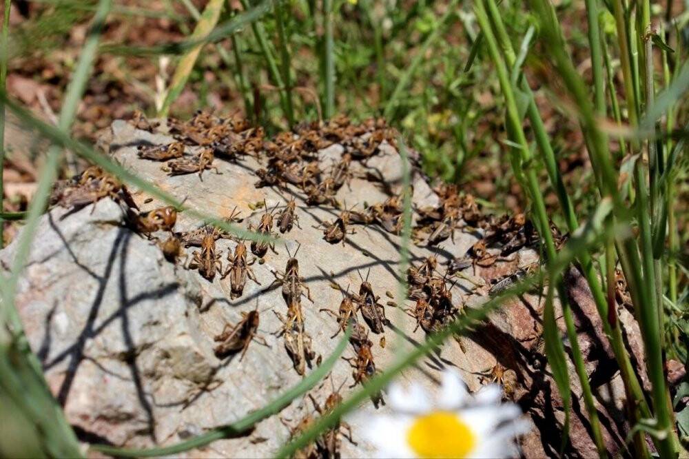 Çekirgeler tarım arazilerini istila etti