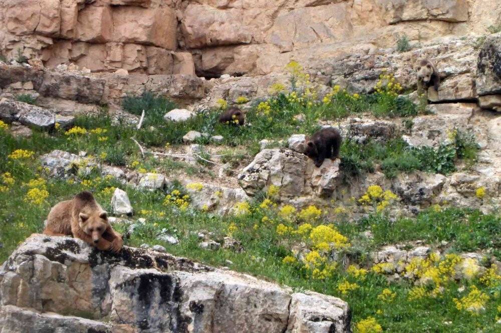 Köye inen ve birbirleriyle oynayan yavru ayılar kameralarda