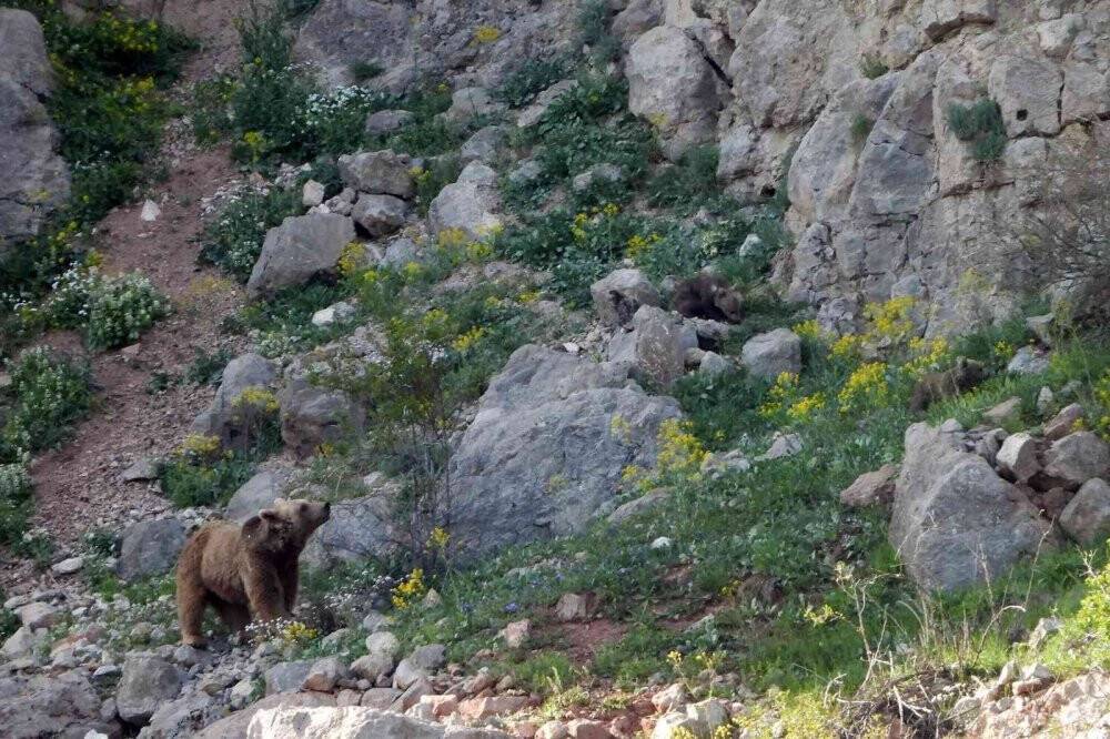 Köye inen ve birbirleriyle oynayan yavru ayılar kameralarda