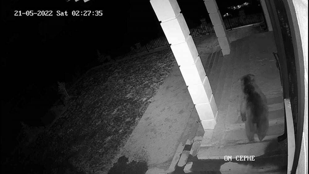 Köye inen ve birbirleriyle oynayan yavru ayılar kameralarda