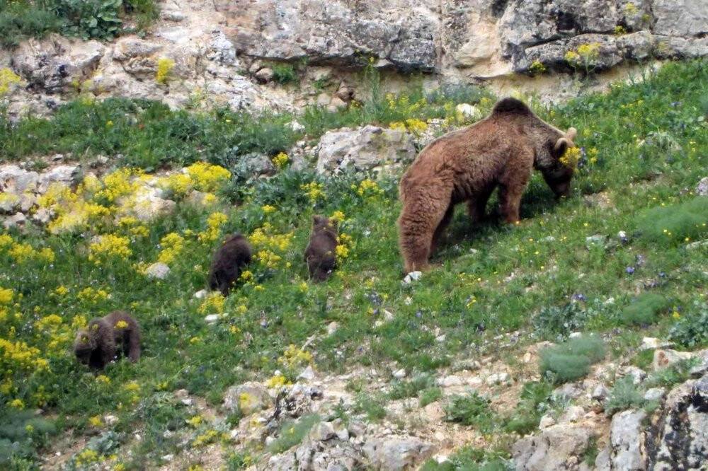 Köye inen ve birbirleriyle oynayan yavru ayılar kameralarda