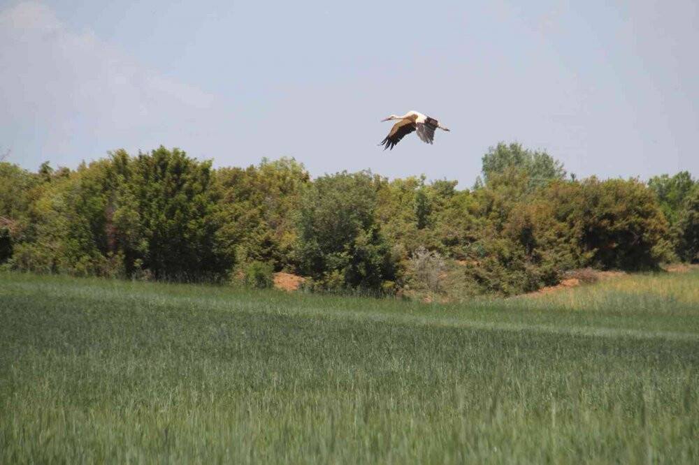 Yüksek gerilim hatlarına yuva yapan leylekler akıma kapılma tehlikesi yaşıyor
