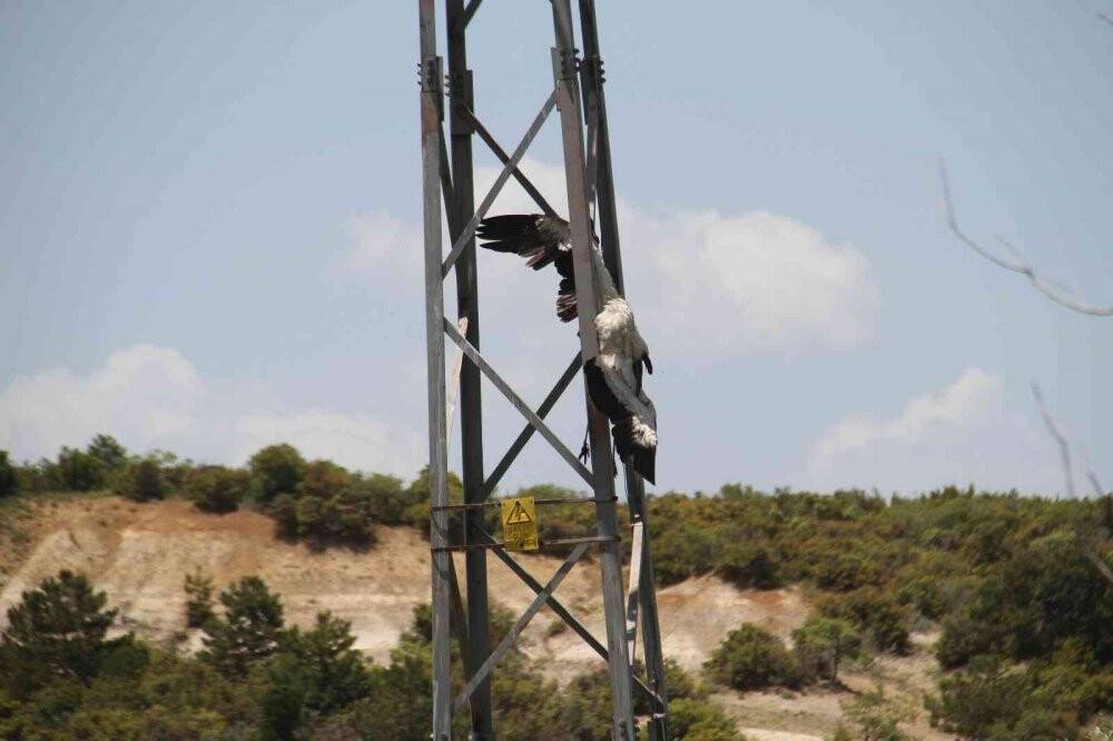 Yüksek gerilim hatlarına yuva yapan leylekler akıma kapılma tehlikesi yaşıyor