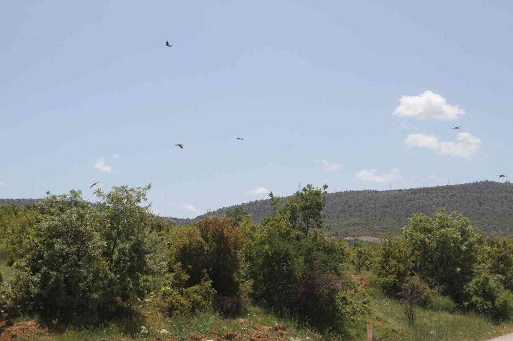 Yüksek gerilim hatlarına yuva yapan leylekler akıma kapılma tehlikesi yaşıyor