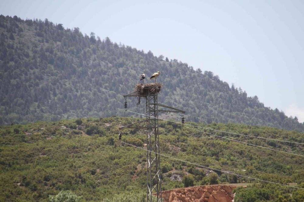 Yüksek gerilim hatlarına yuva yapan leylekler akıma kapılma tehlikesi yaşıyor