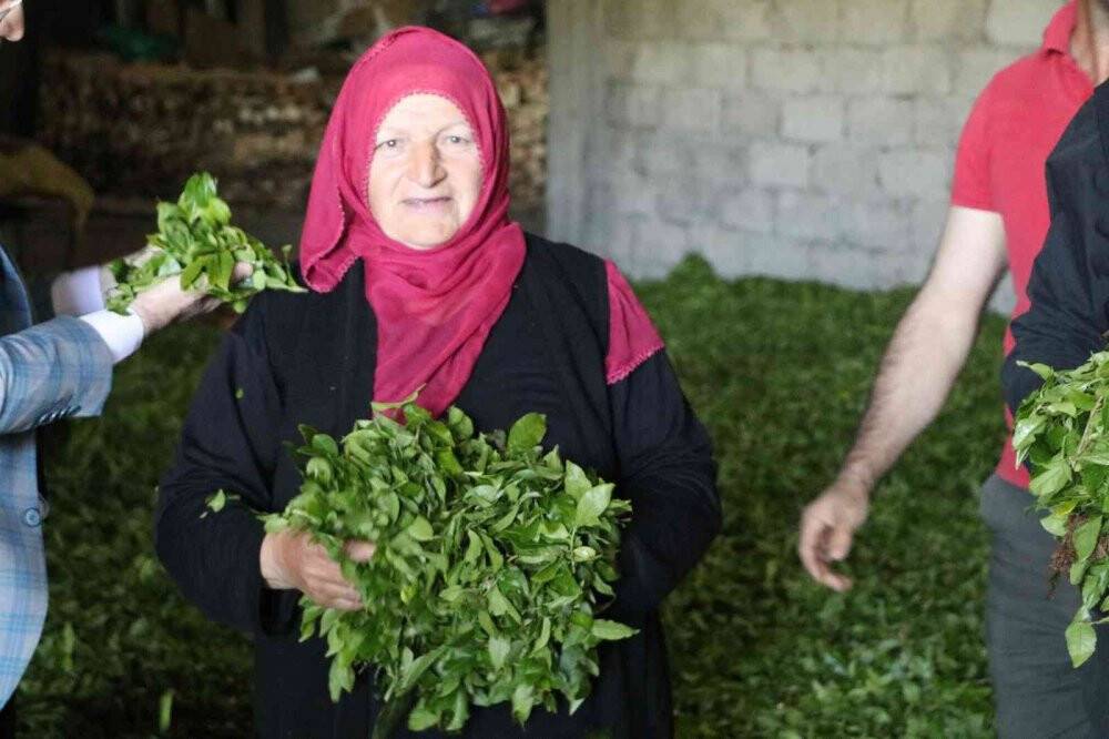 Özel sektör ÇAYKUR’un üzerinde fiyatla çay alıyor