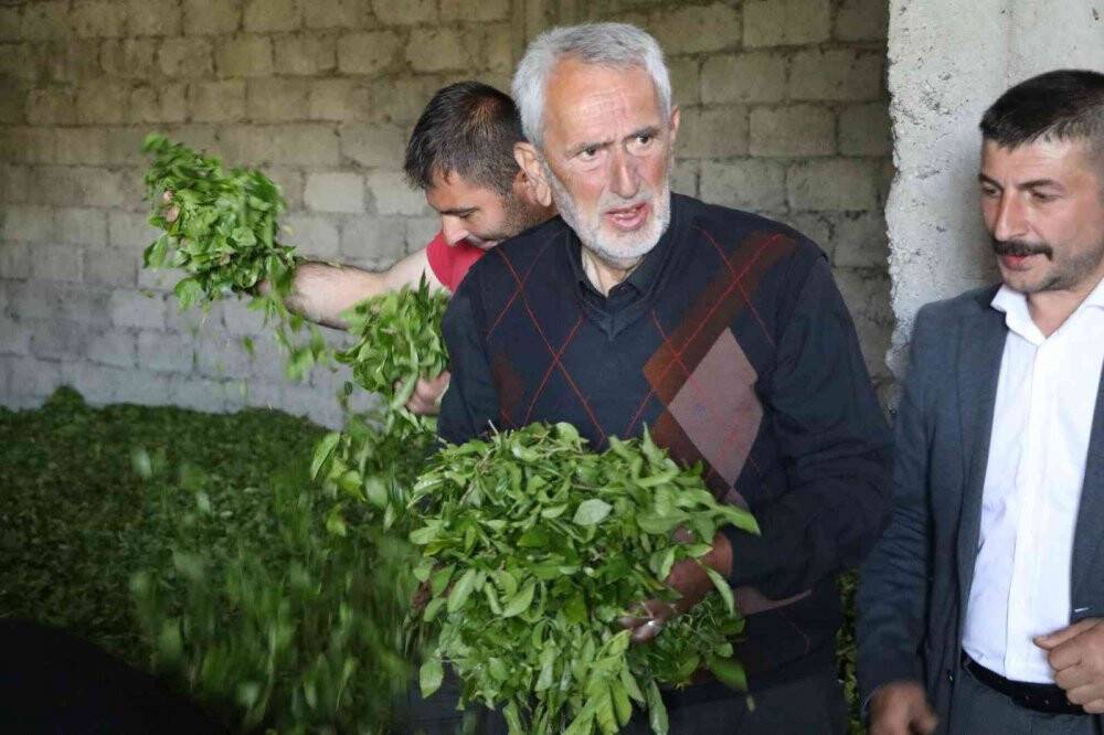 Özel sektör ÇAYKUR’un üzerinde fiyatla çay alıyor