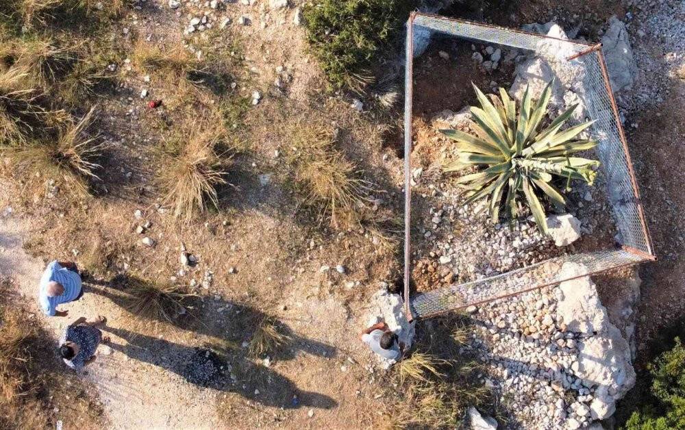 50 yıl sonra 4,5 metreye ulaşan çiçek koruma altına alındı