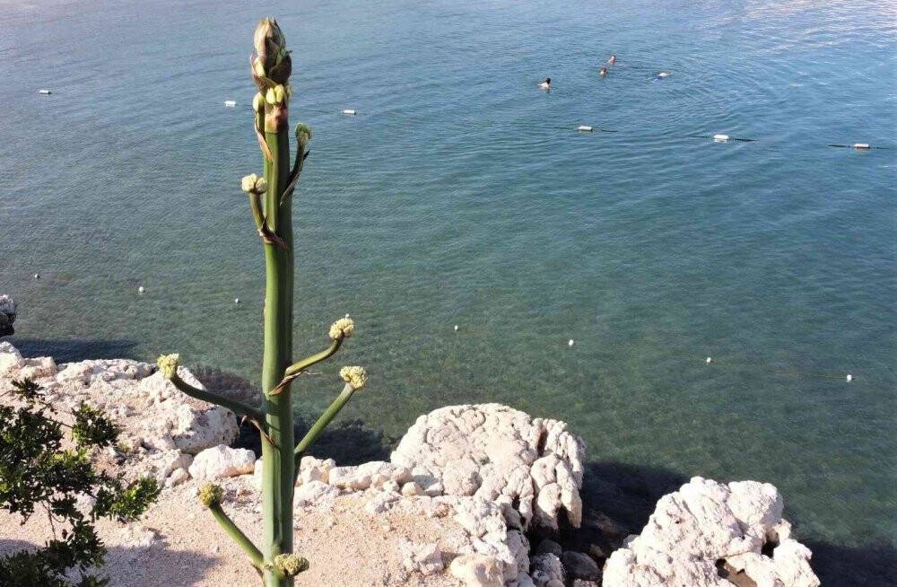 50 yıl sonra 4,5 metreye ulaşan çiçek koruma altına alındı