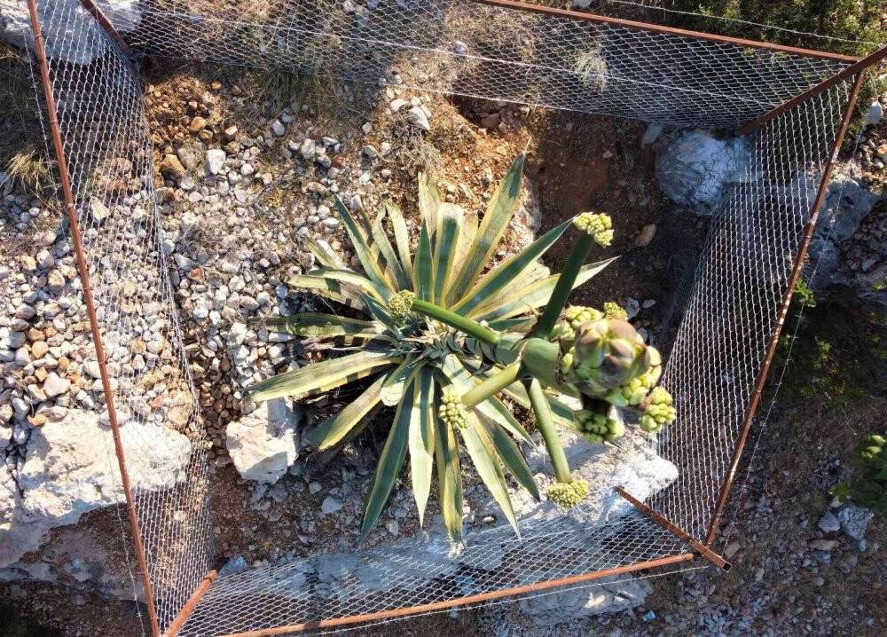 50 yıl sonra 4,5 metreye ulaşan çiçek koruma altına alındı