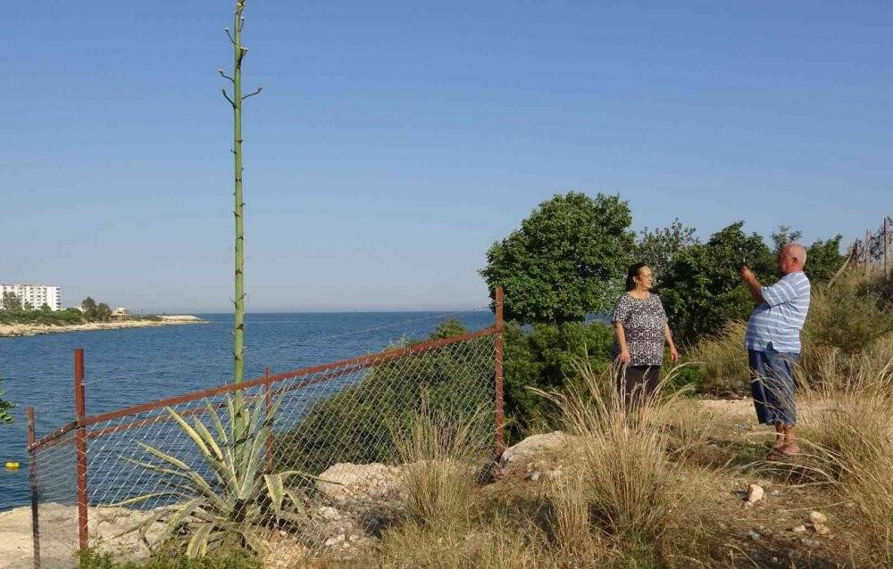 50 yıl sonra 4,5 metreye ulaşan çiçek koruma altına alındı