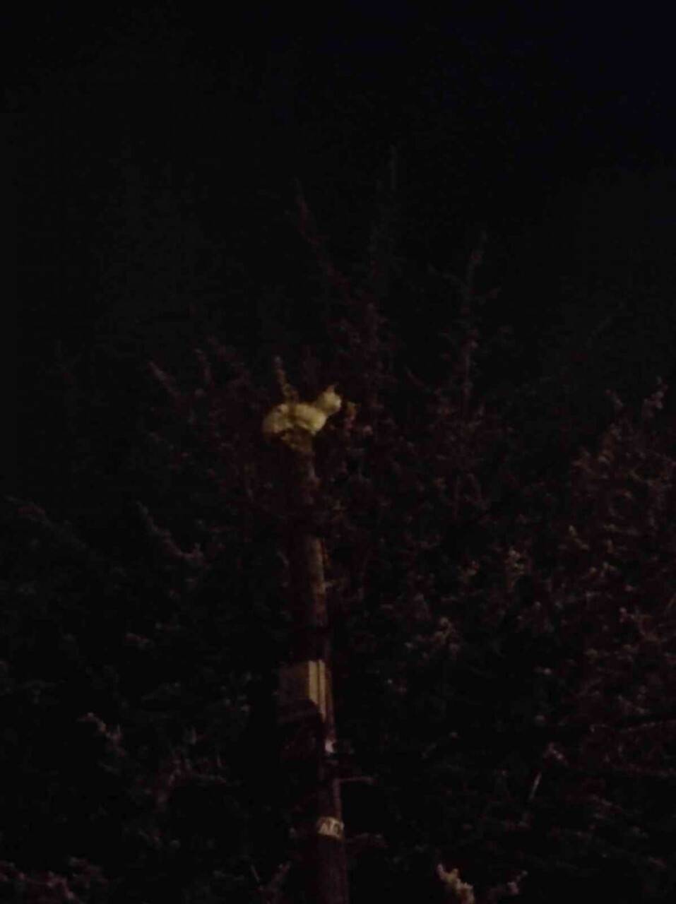 Çıktığı direkten inemeyen kediyi itfaiye kurtardı