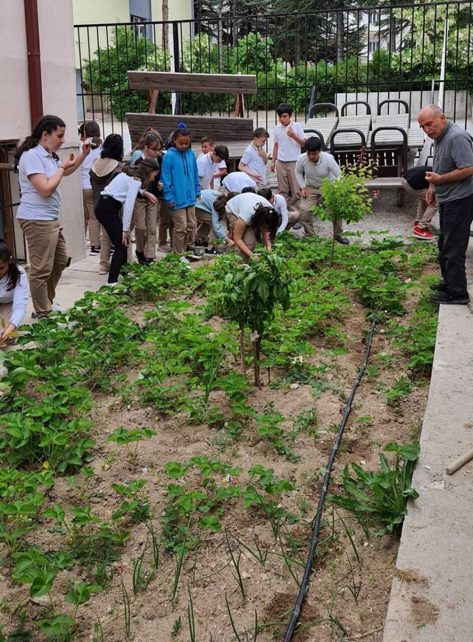 Okul bahçesinde organik tarım projesi