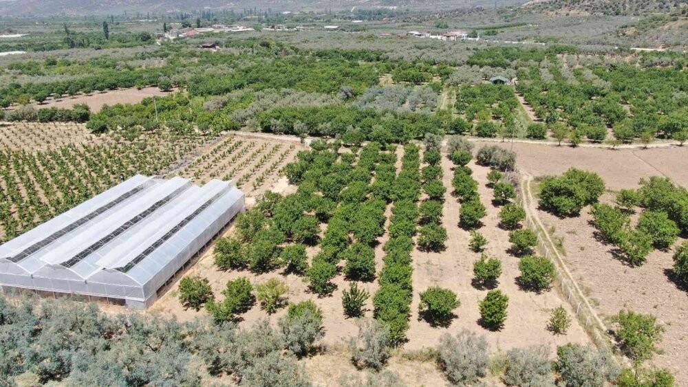Meşhur İznik papaz eriği hasadı gün sayıyor