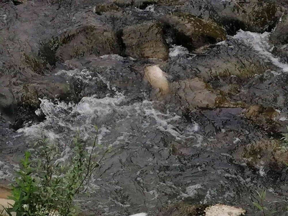 Balık ölümleri korkutuyor