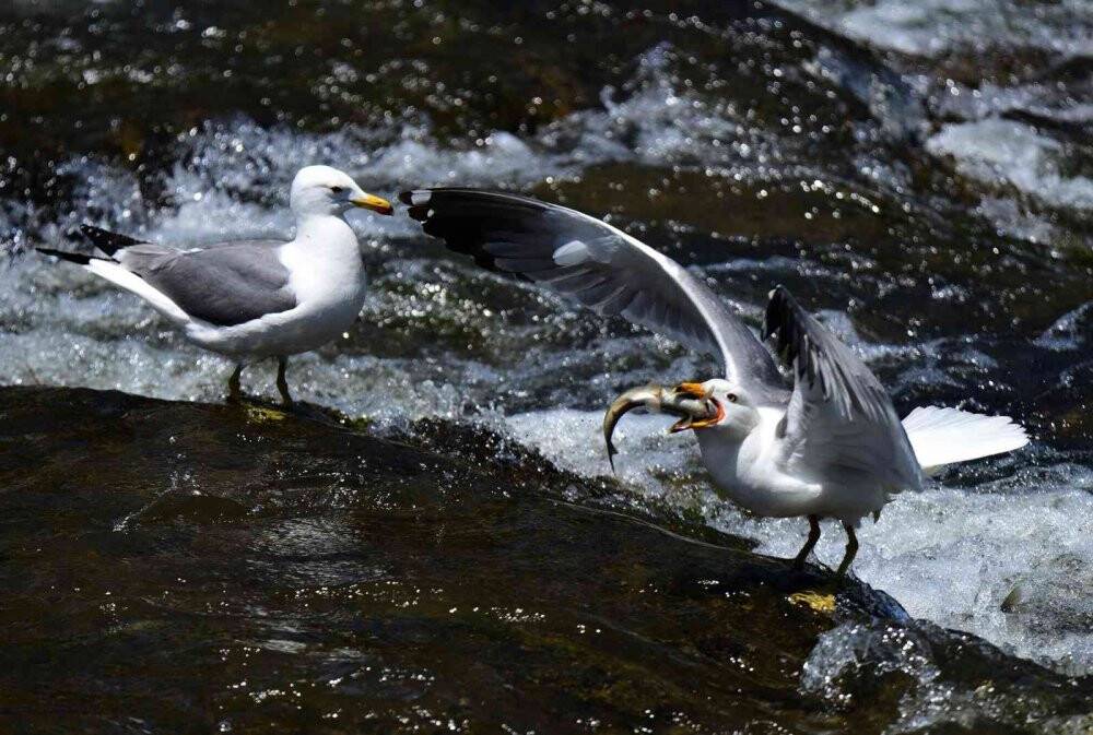 Bu balıkları avlamak sadece martılara serbest