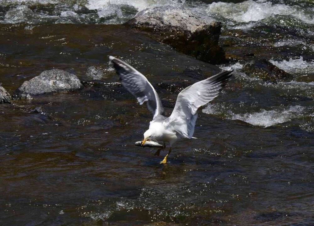 Bu balıkları avlamak sadece martılara serbest