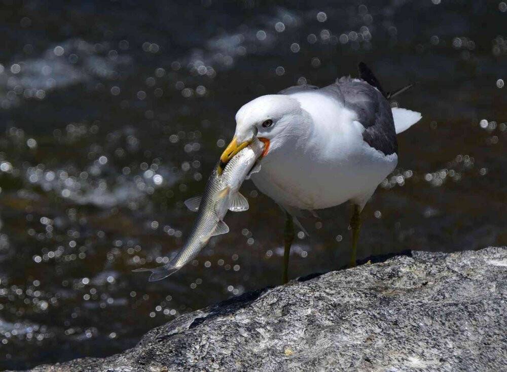 Bu balıkları avlamak sadece martılara serbest