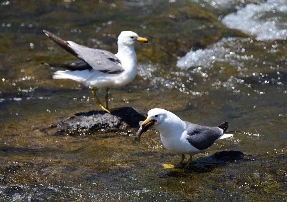 Bu balıkları avlamak sadece martılara serbest