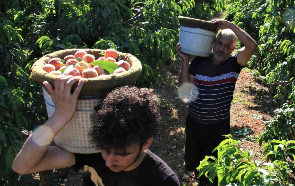 Erkenci şeftali üreticisinin yüzünü güldürdü