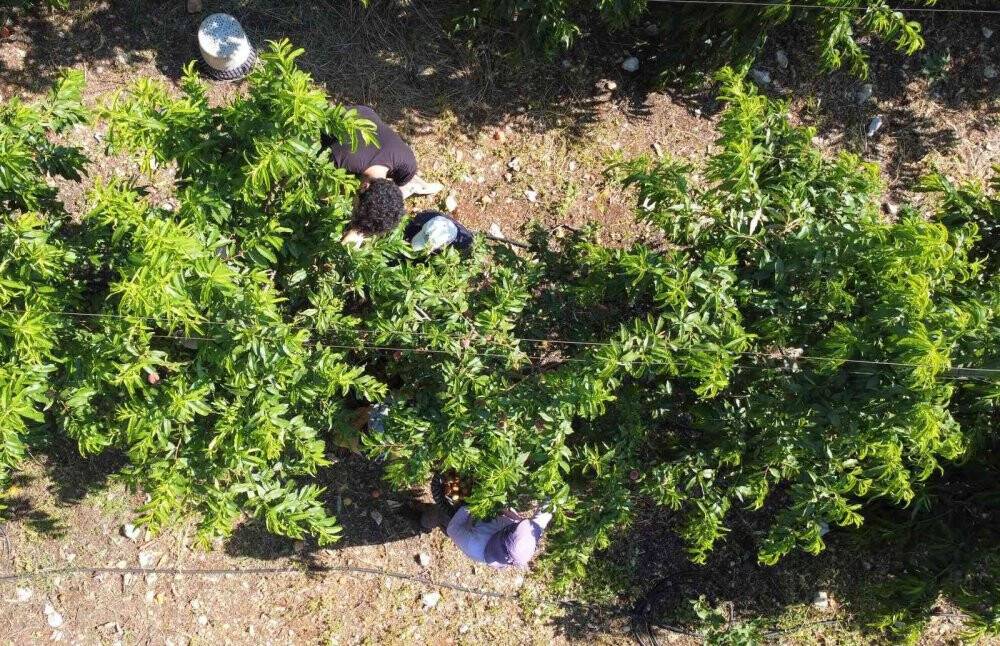 Erkenci şeftali üreticisinin yüzünü güldürdü