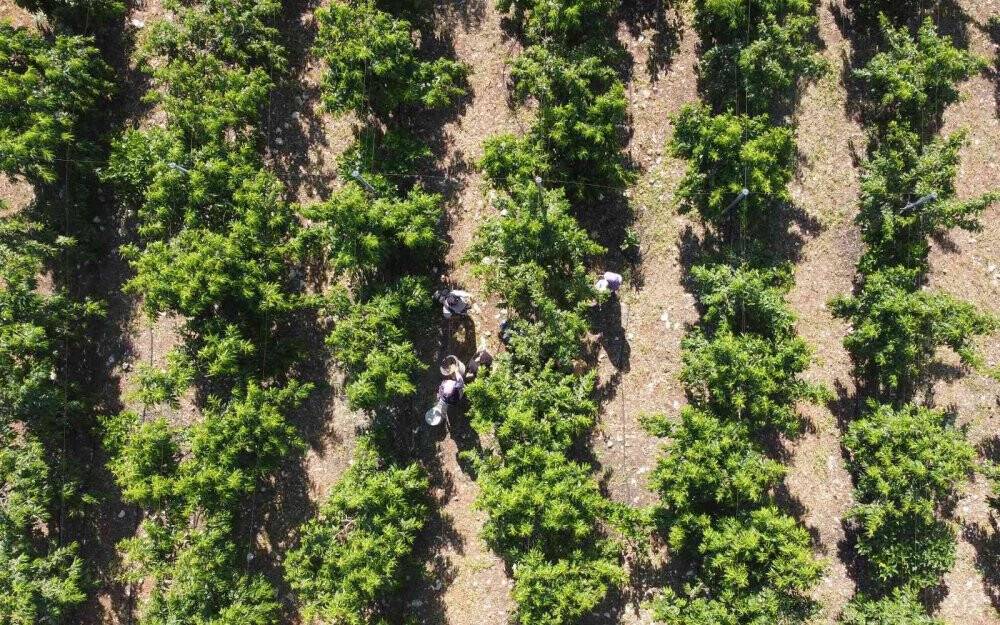 Erkenci şeftali üreticisinin yüzünü güldürdü