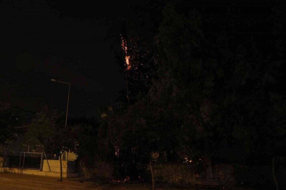 Palmiye ağacı yandı, vatandaşlar merakla izledi