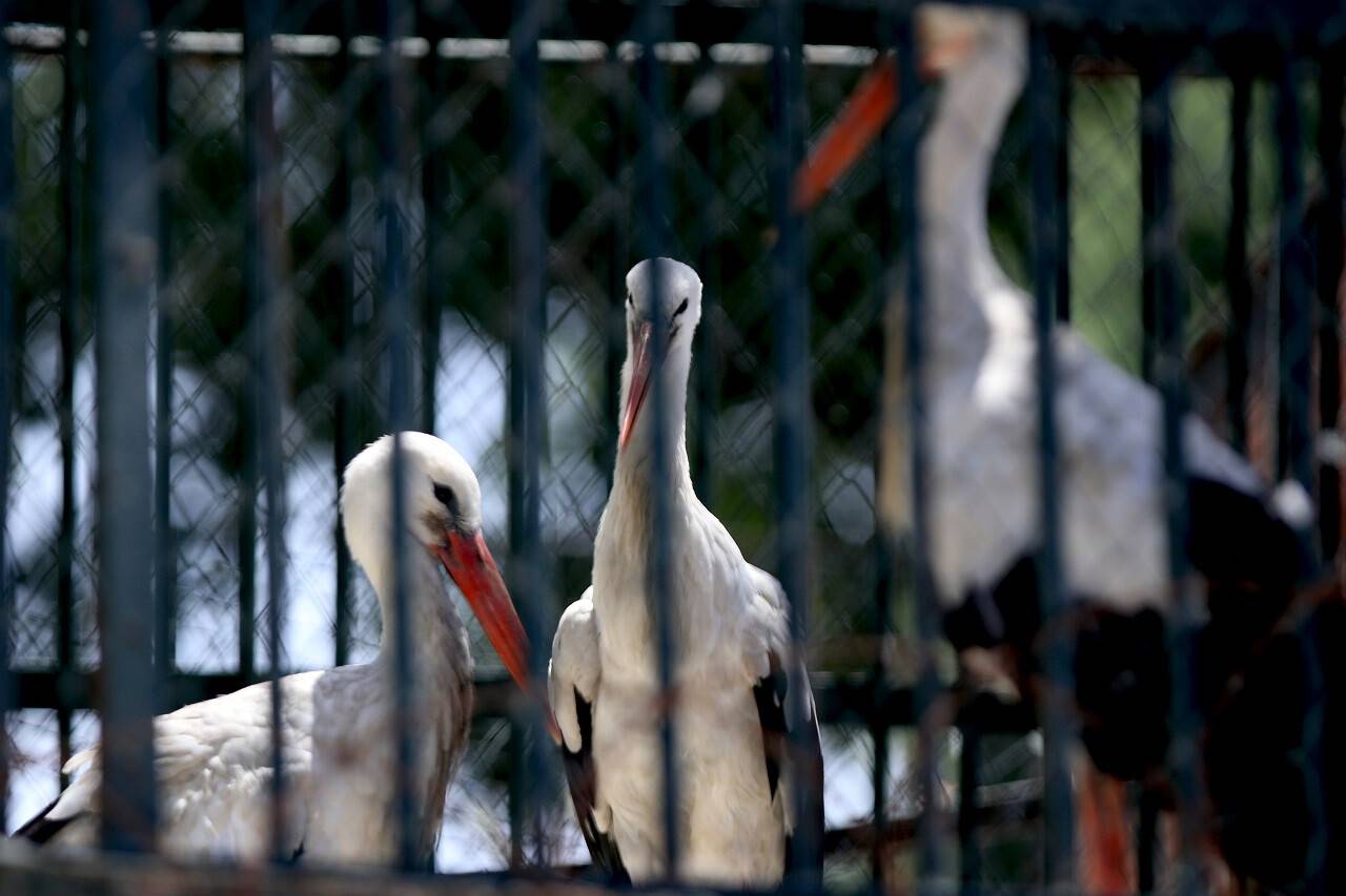 aa-20220601-28037877-28037870-leylek-mecnun-hayvanat-bahcesinde-tedavi-goren-leylasini-birakmiyor.jpg