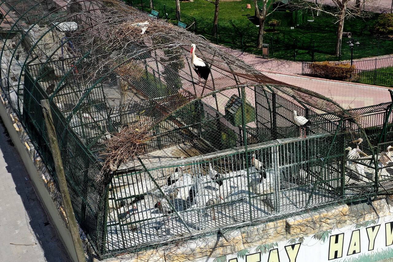 aa-20220601-28037877-28037871-leylek-mecnun-hayvanat-bahcesinde-tedavi-goren-leylasini-birakmiyor.jpg