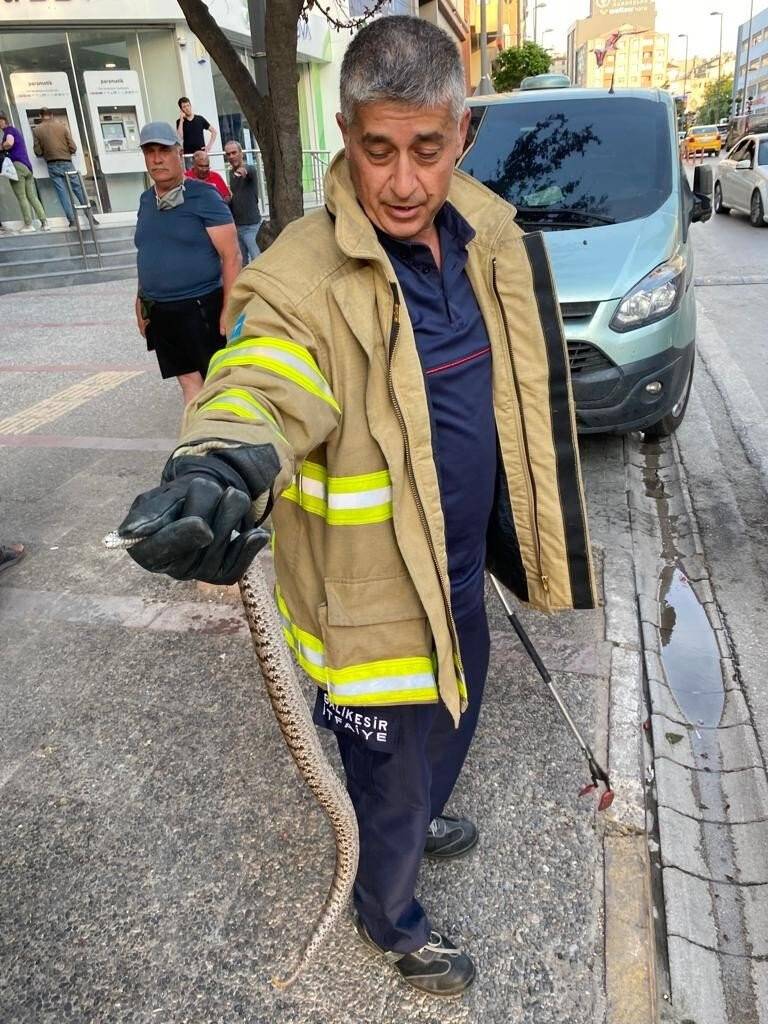 Bandırma’da yılan operasyonu
