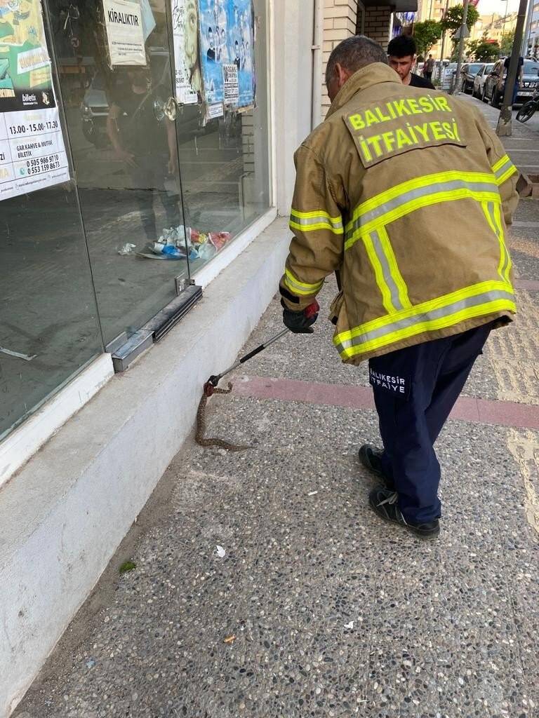 Bandırma’da yılan operasyonu