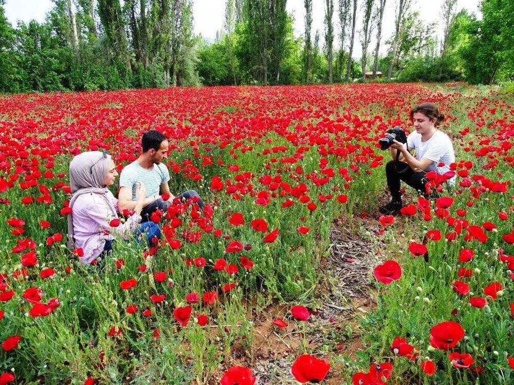 Tarlada açan gelincikler görsel şölen oluşturdu