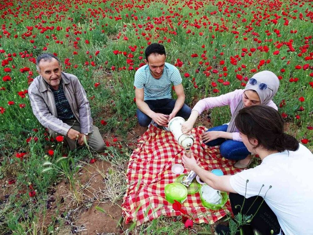 Tarlada açan gelincikler görsel şölen oluşturdu