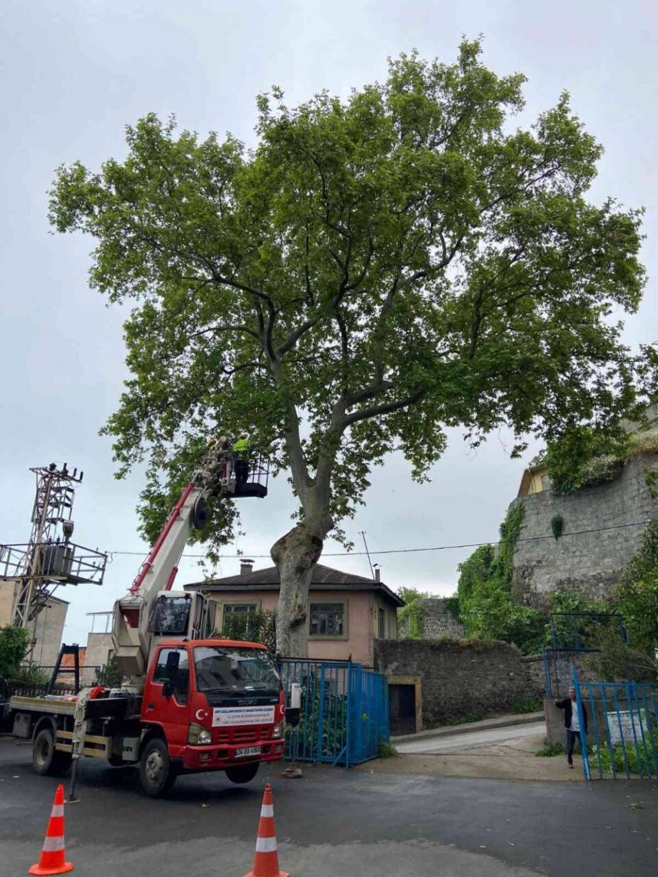 Trabzon’da 86 adet anıt ağaç tescil edildi