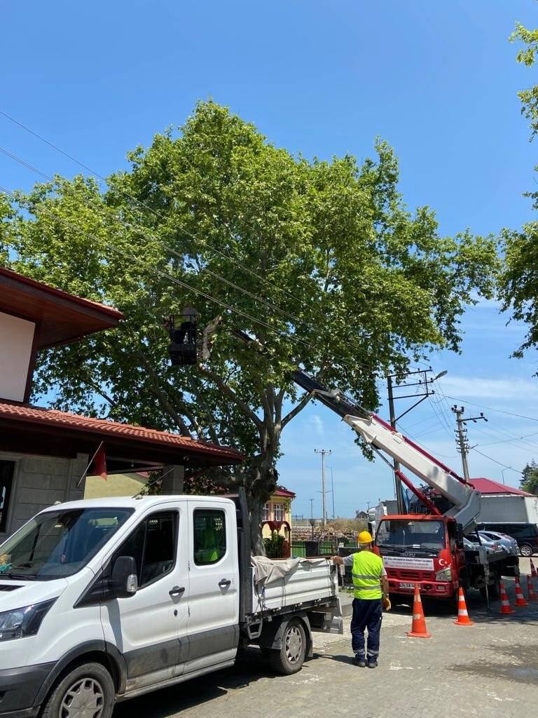 Trabzon’da 86 adet anıt ağaç tescil edildi
