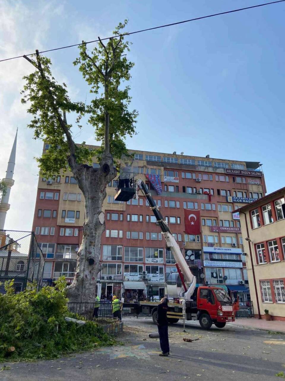 Trabzon’da 86 adet anıt ağaç tescil edildi