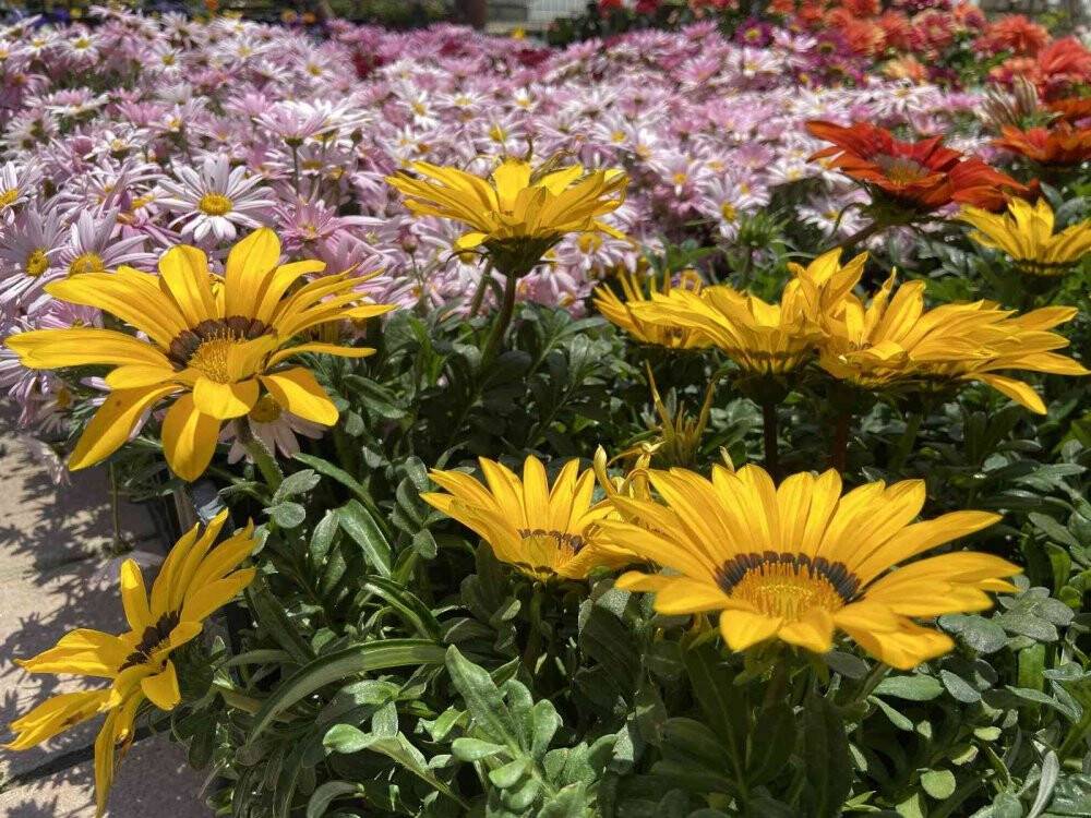 Pandemi dönemindeki bitkilere artan ilgi azaldı