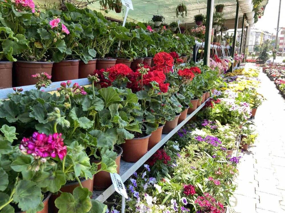 Pandemi dönemindeki bitkilere artan ilgi azaldı