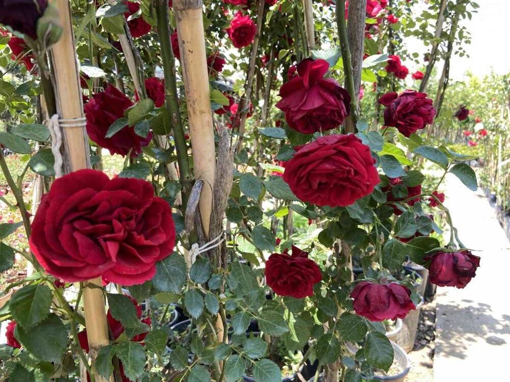 Pandemi dönemindeki bitkilere artan ilgi azaldı