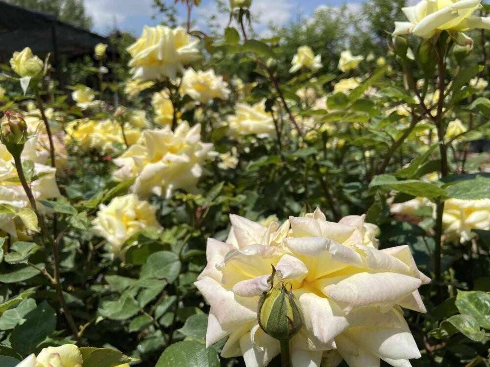 Pandemi dönemindeki bitkilere artan ilgi azaldı