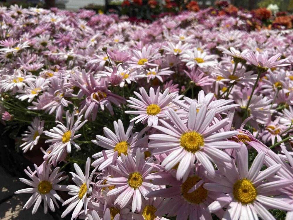 Pandemi dönemindeki bitkilere artan ilgi azaldı