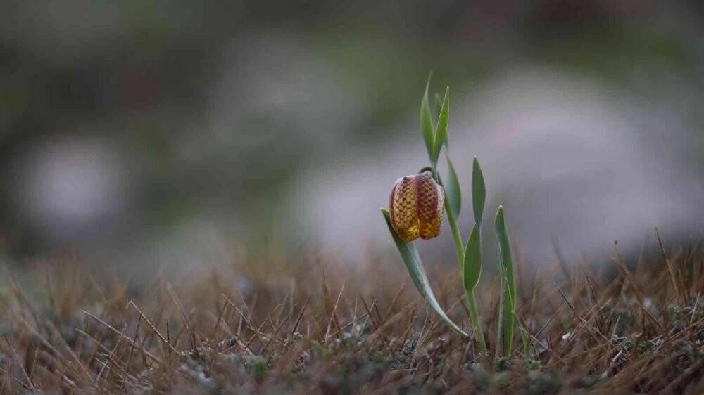 Yaz ayında kış manzarası