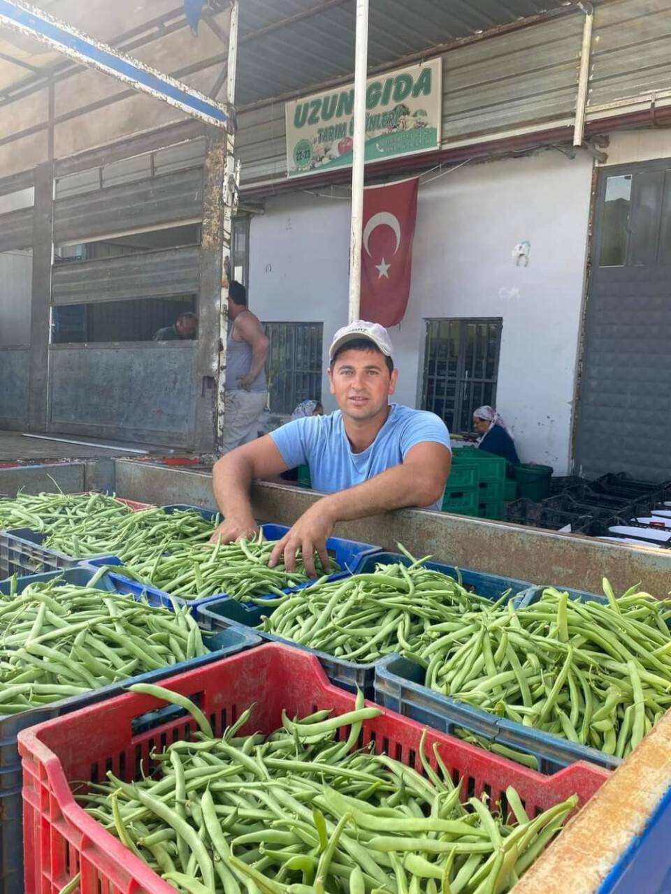 Fasulye hasadı başladı